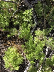 Galium andrewsii