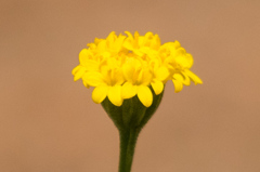 Chaenactis glabriuscula