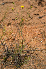 Chaenactis glabriuscula