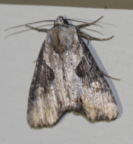 Lateroligia ophiogramma