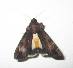 Ulotrichopus