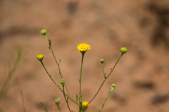 Chaenactis glabriuscula