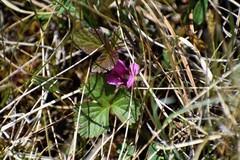 Rubus arcticus acaulis
