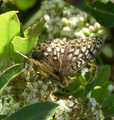 Speyeria callippe callippe