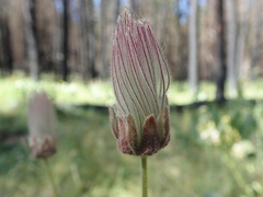 Geum triflorum