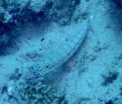 Parapercis clathrata