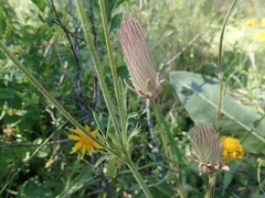 Geum triflorum