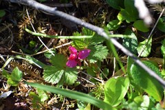 Rubus arcticus acaulis