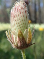 Geum triflorum
