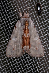 Catocala grynea