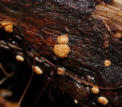 Trichoderma nothescens