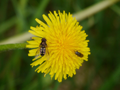 Dasysyrphus intrudens