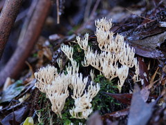 Phaeoclavulina ochracea