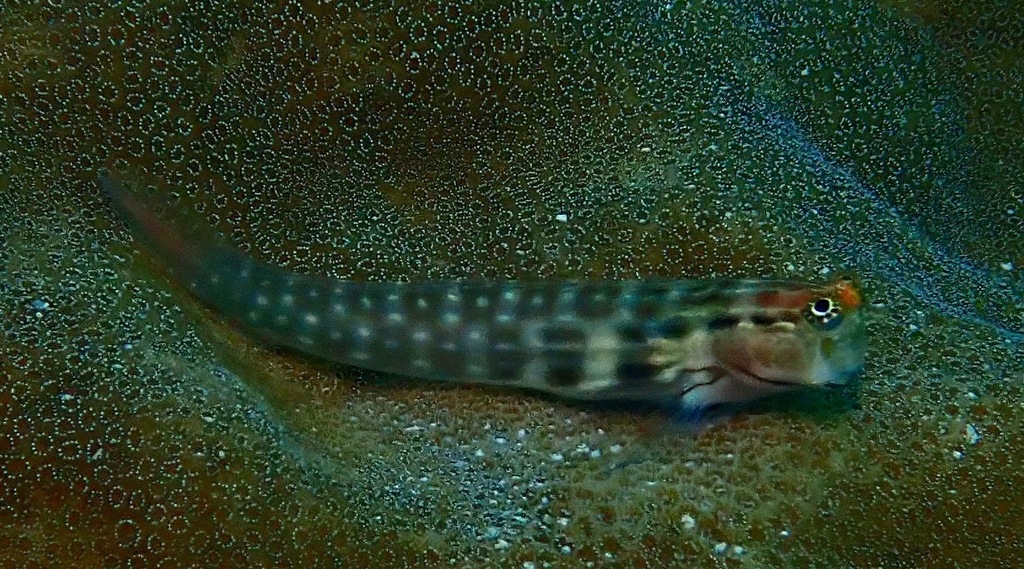 Coral Blenny