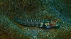 Ecsenius yaeyamaensis