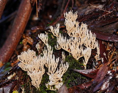 Phaeoclavulina ochracea
