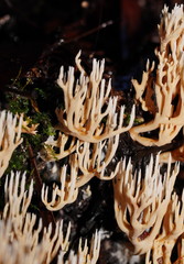 Phaeoclavulina ochracea