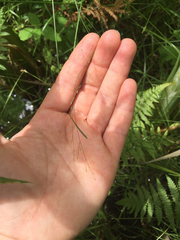 Poa palustris