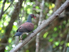 Patagioenas speciosa