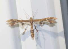 Geina periscelidactylus