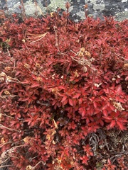 Rhododendron redowskianum