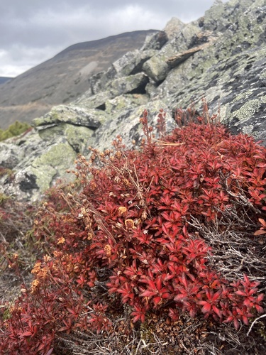 Image of Rhododendron redowskianum by (c) Maria Khoreva, some rights reserved (CC BY)