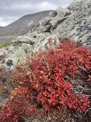 Rhododendron redowskianum, photograph Maria Khoreva, CC BY, iNaturalist via GBIF