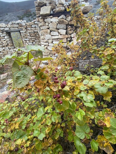 Ribes fragrans (Ribes fragrans)