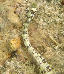 Corythoichthys conspicillatus