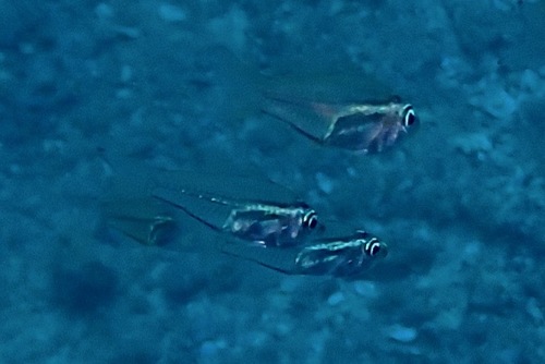 Parapriacanthus ransonneti