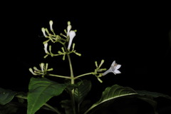 Palicourea galeottiana