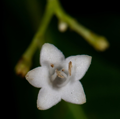Palicourea galeottiana