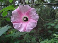 Ipomoea peteri