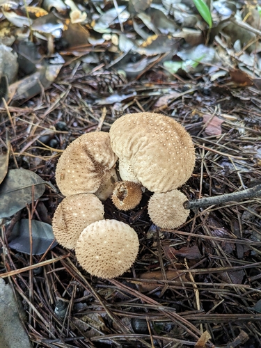 Lycoperdon