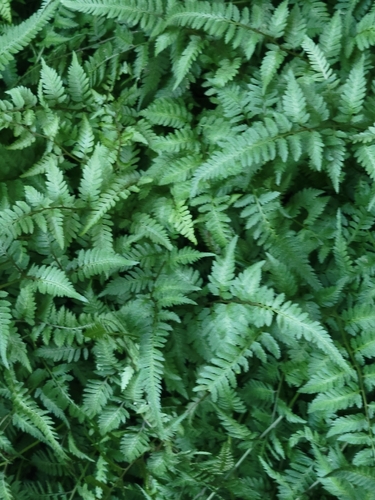 Anisocampium niponicum