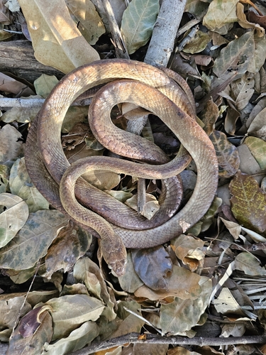 Brown Tree Snake sighting