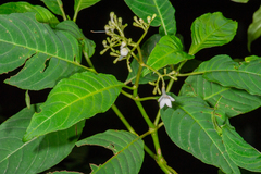 Palicourea galeottiana
