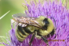 Bombus californicus