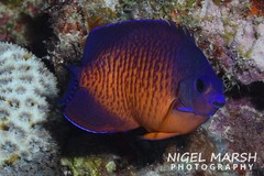 Centropyge bispinosa