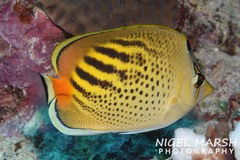 Chaetodon pelewensis