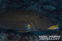 Lethrinus xanthochilus