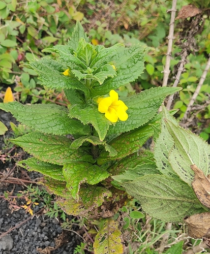 Hemichaena fruticosa (Hemichaena fruticosa)