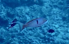 Pseudanthias cooperi