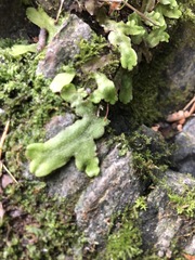 Conocephalum conicum