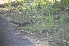 Neotamias ochrogenys