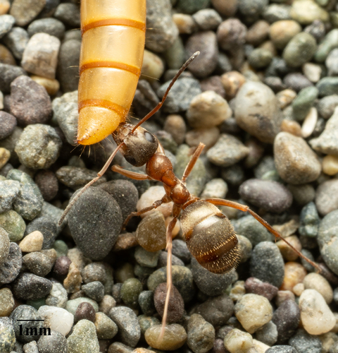 Formica transmontanisFormica transmontanis