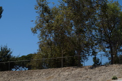 Hirundo rustica erythrogaster