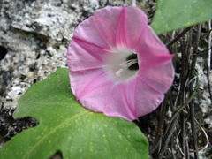 Ipomoea peteri