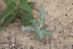 Astragalus brauntonii