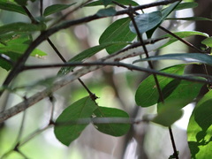 Oxybelis potosiensis